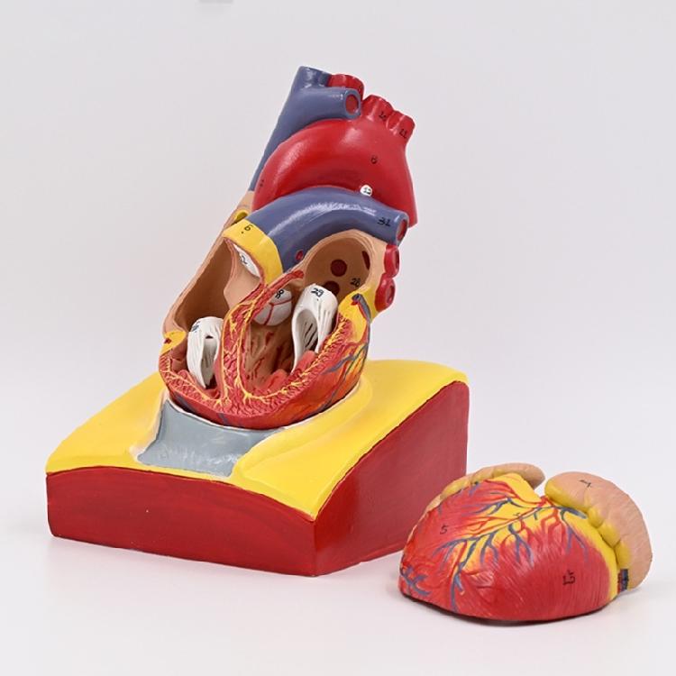 Modello Cuore Umano Modello Anatomico Cuore Umano Facile da Usare Ausilio Didattico Medico Numero Modello Cuore Medico