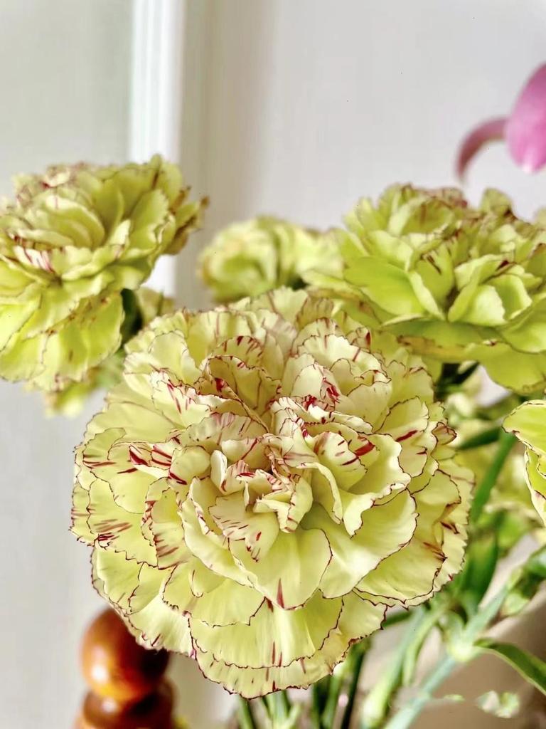 Carnation Fresh Cut Flowers for Teacher's Day, Women's Day, Family Arrangements, and Goddess Day Gifts.