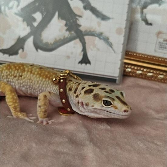 Adjustable Lizard & Crocodile Pet Collar – Attract Wealth & Fortune, Cute Outdoor Reptile Neck Ring