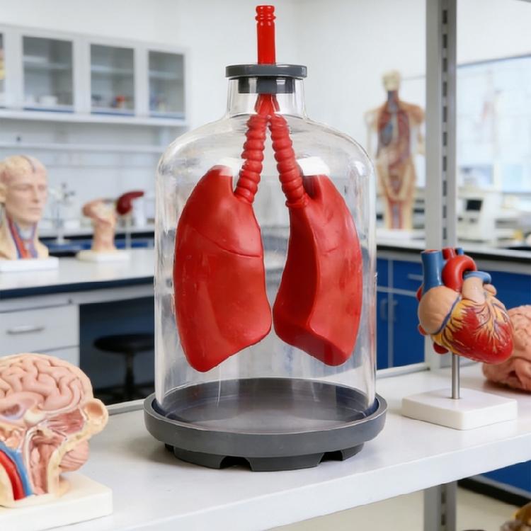 Biology Teaching Aid Demonstrating Diaphragm Action And Gas Exchange In Respiratory Large Size For Clear Instruction