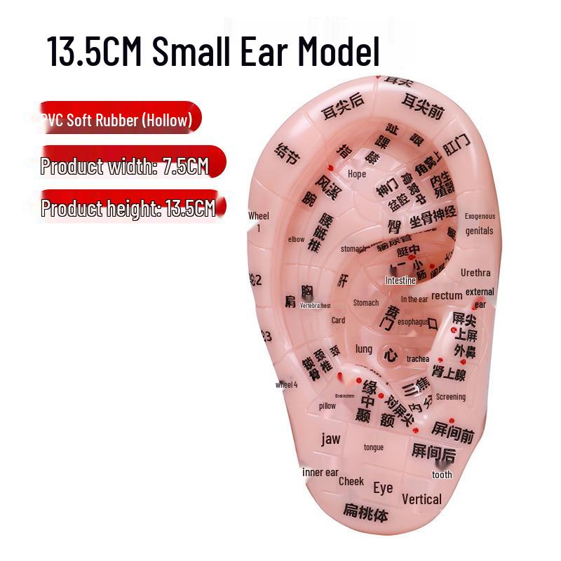 Multi-Point PVC Engraved Ear Acupuncture Massage Model - Large Human Ear Acupoint Model