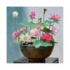 10 Bucăți Culoare Mixtă Vas Bonsai Semințe de Lotus Floare de Nufer Exotic Semințe de Plante pentru Estuar Ornamental și Grădină de Plantat Acasă