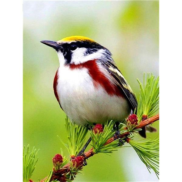 DIY 5D Diamond Painting Birds In Trees Diamond Mosaic Cross Stitch Kits Home Decoration Full Round Diamond Embroidery