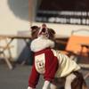 Warm Winter Fleece Pet Clothes for Large Breeds - Golden Retriever, Shepherd, Labrador, St. Bernard