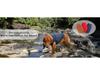 Thickened Cotton Snap Button Jacket for Dogs - Autumn/Winter Pet Apparel