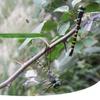 Yard Art Sculpture Simulation Dragonfly Insect Model  Outdoor Hanging Ornament