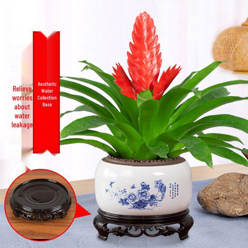 Jade Fan: Indoor Easy-Care Green Plant for Wealth & Blooms