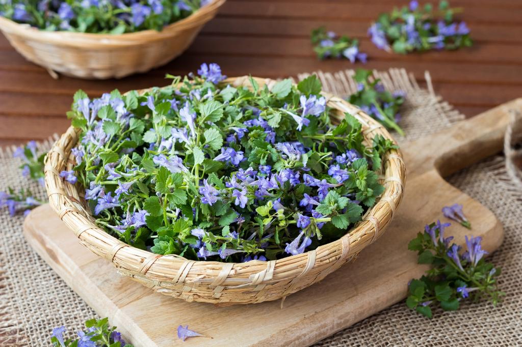 SAFLAX Garden in the Bag – Gemahlener Efeu – 75 Samen – Mit Substrat im passenden Standbeutel – Glechoma hederacea