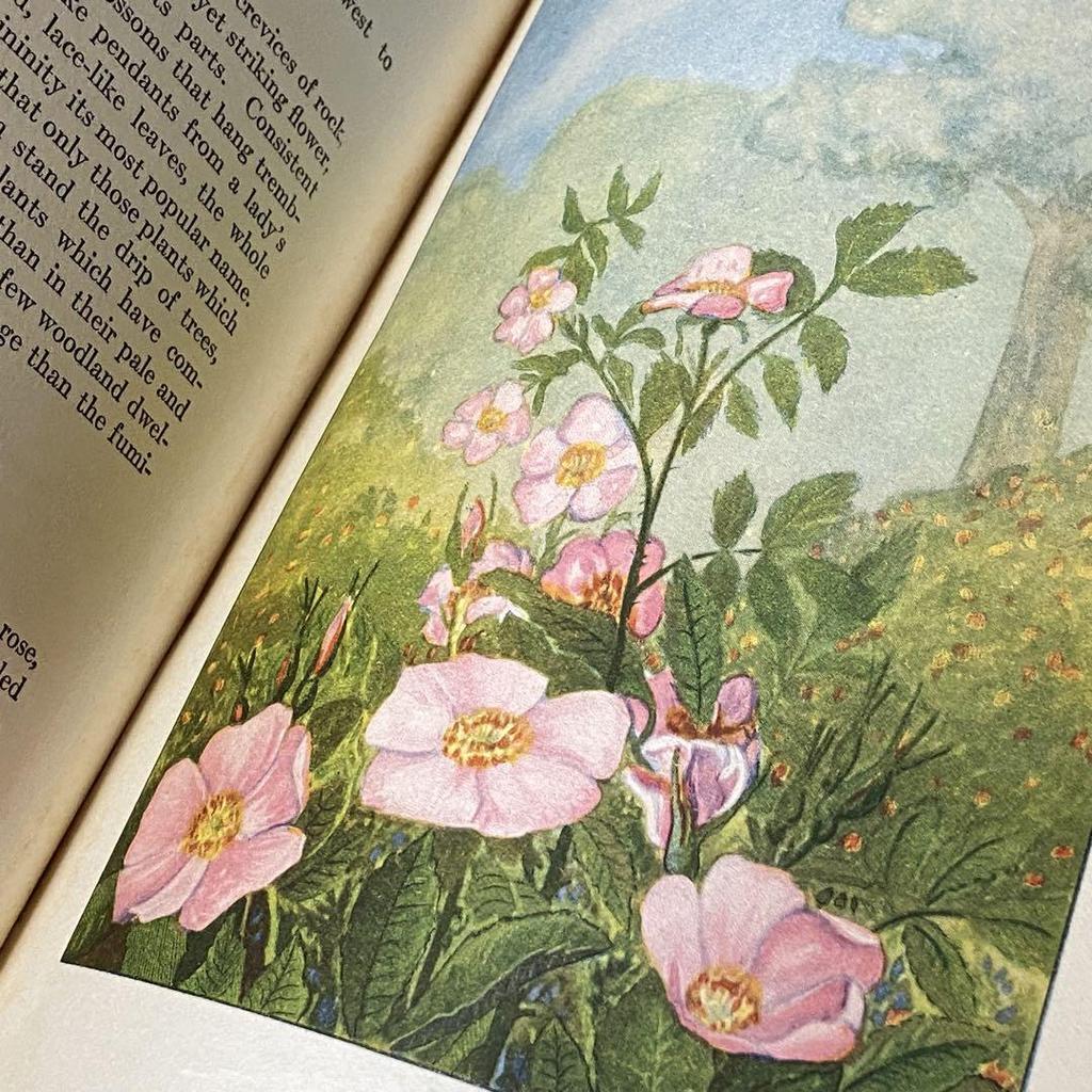 [USED] Rare American Vintage Antique Wild Plant Encyclopedia