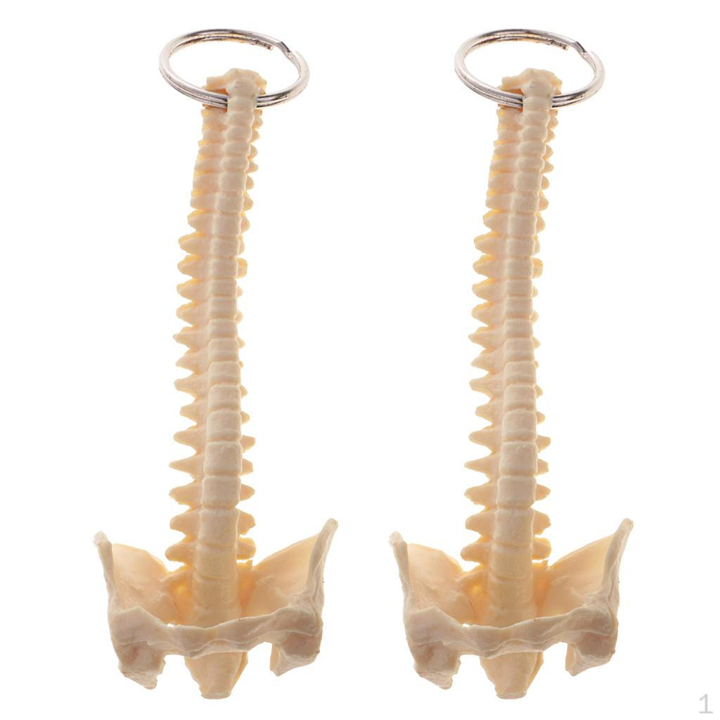 

2Pcs Mini Handcrafted Human Spine Skeleton Model Keychain School Teaching Tool Elegant Pretty