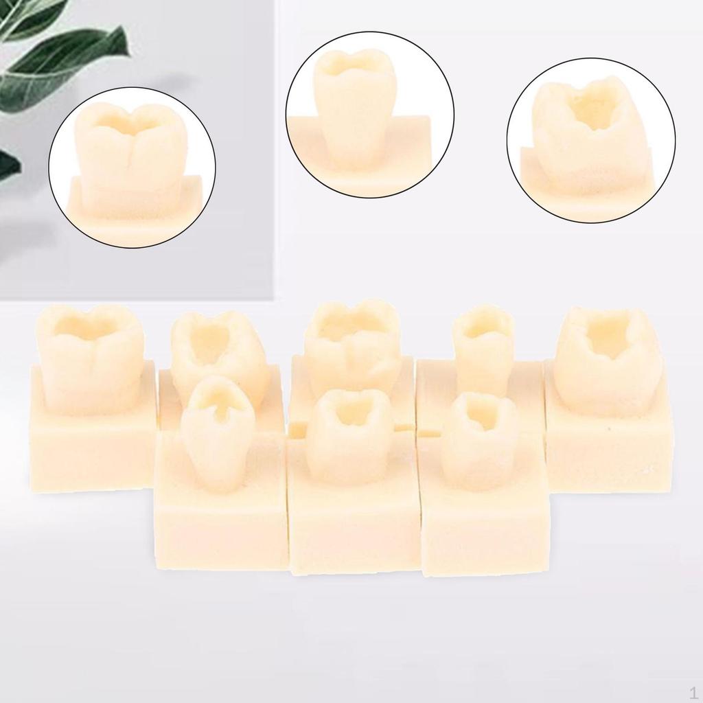 8Pcs Resin Teeth Model Set Practice Tools Tooth Models for Teaching Study