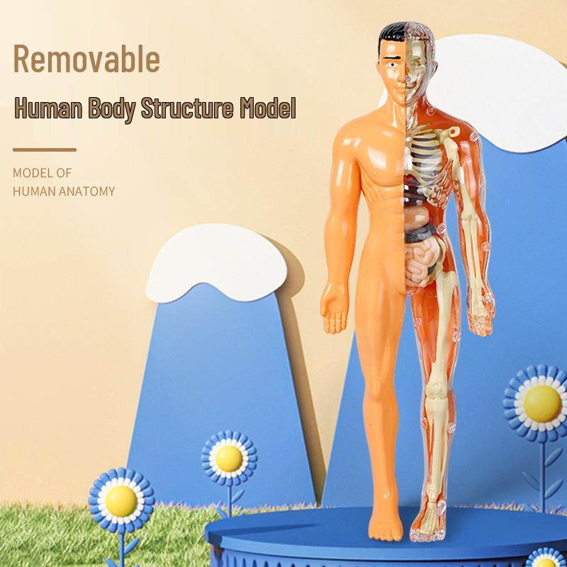 STEM Educational Human Skeleton Model for Kids: Cognitive Science & Organ Assembly Toy