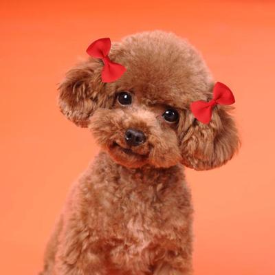Fiocchi per Capelli per Cuccioli con Elastici Fatti a Mano Piccolo Fiocco Accessori per Capelli per Cani Forniture per Toelettatura Animali Domestici