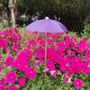 Plant & Flower Shade: Retractable Outdoor Stainless Steel Umbrella for Succulents, Bonsai, and Potted Plants.