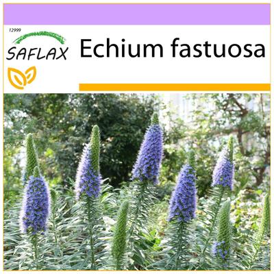 Orgoglio di Madeira - 100 semi - Echium fastuosa