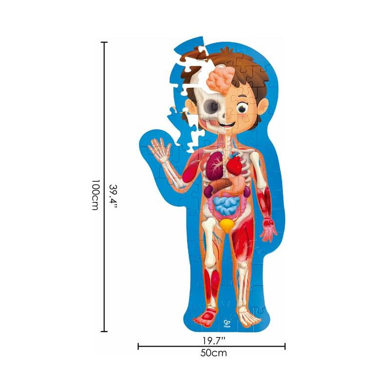 Hape Body Structure Puzzle 100 x 50 x Ages Wooden Play Toy E1635 2.3cm 3+