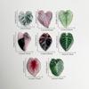 8pcs New Popular Plant Leaves Acrylicre Frigerator Magnets Decorative Patchacrylic Simulation of Green Leaves For Plant Hobbyist