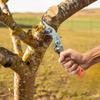 Obstbaum Ringschneider Verstellbar Garten Baumäste Schneider Rindenringelungsschneider Beschneidungswerkzeug Für Professionelle Gärtner