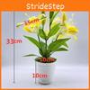 Var Lilium Brownii Viridulum Baker Potted Plant For Living Decor Room