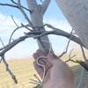 10/30Pcs Fruit Tree Branch Shape Fixator M-Type Branch Trainer Angle Benders Reusable Fruit Tree Support Holder Vine Trainers