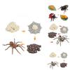 Insect Life Stage Model Pvc Educational Toy For Science Students And Nature Lovers