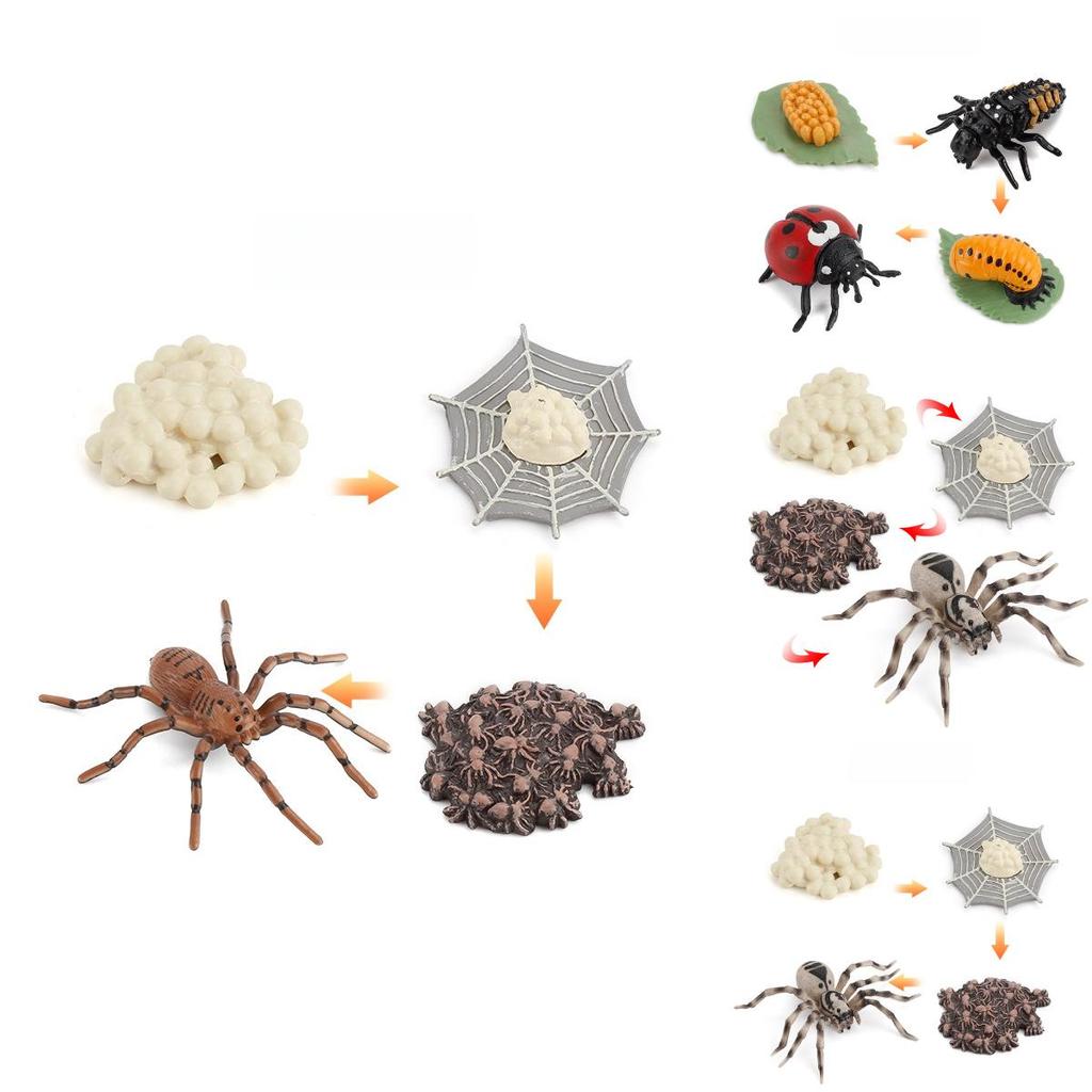Insect Life Stage Model Pvc Educational Toy For Science Students And Nature Lovers