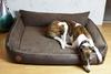 Rocky Orthopedic Brown Dog Bed - 97cm x 86cm