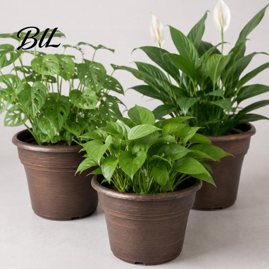 Planters for Flowers Retro Flower Pot with Saucer, Bronze Finish Plant Drainage Holes, Pots Succulents Breathable Thickened Plastic Planter