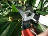 Okatsune Pruning Shears 200mm NO.103