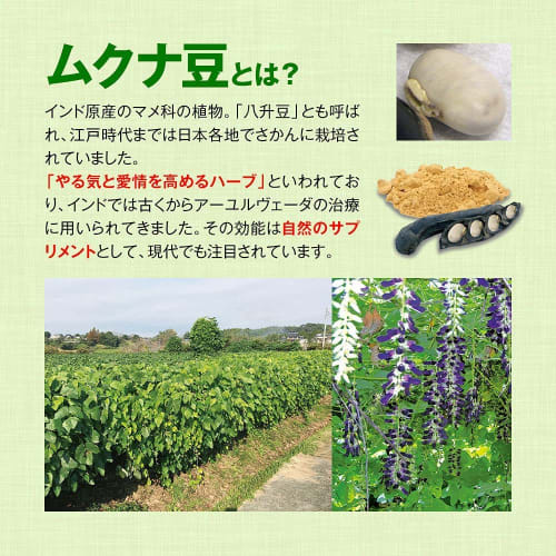 Roasted Mucuna pruriens powder, 100g, Domestically Grown (Kumamoto Prefecture), Pesticide-Free