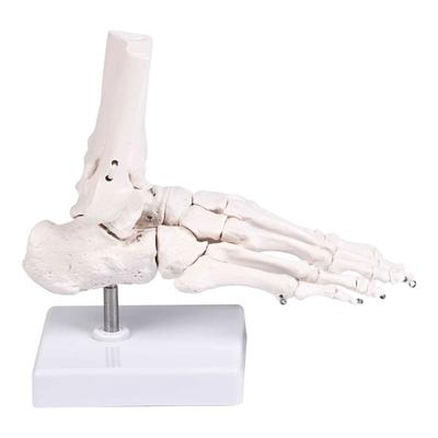PVC Human Foot Skeleton Model For Anatomy Teaching Learning With Accurate Bone Structure Representation In Classrooms