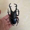 Biographical Analysis of Deer Antler Beetle plus Claw Shaped Insect Beetle Gacha Simulation Animal Movable Joints Figure Playthings