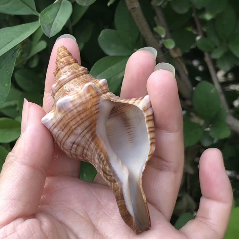 Eremitkräfta Ersättning & Snäcka Naturliga Snäckskal för Akvariumdekor
