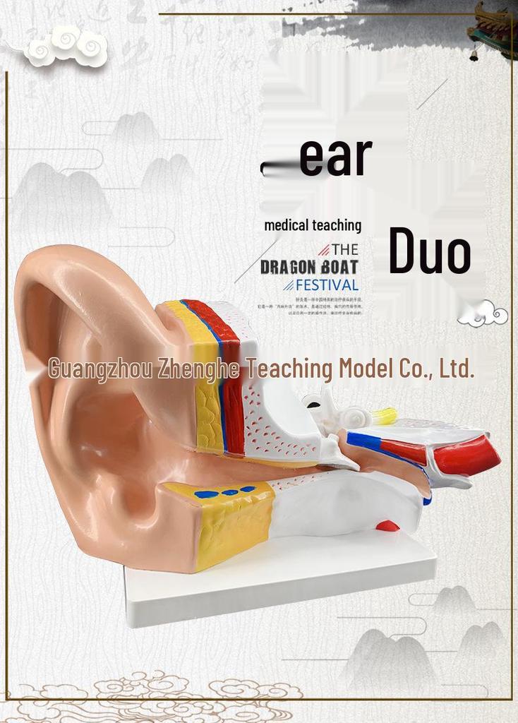 Set of 2 Large Human Ear Anatomical Models with 3x Magnification