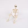 Halloween 60cm Human Skeleton Decoration for Haunted House Festival Props