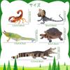 TOYMANY 12PCS Animal Figures Wild Animal Figure Set Realistic Animal Models Zoo Theme Popular Animals Toys Birthday Present Decoration Christmas New Y