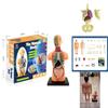 Educational Anatomy Toy For Exploring Human Body