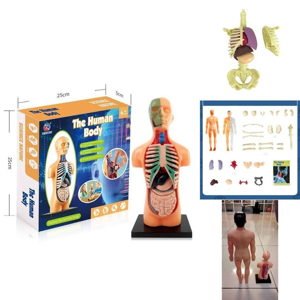 Educational Anatomy Toy For Exploring Human Body