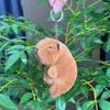 Capybara 11cm Fashionable Plush Keychain With Adorable Strawberry Hat Great Personalization For