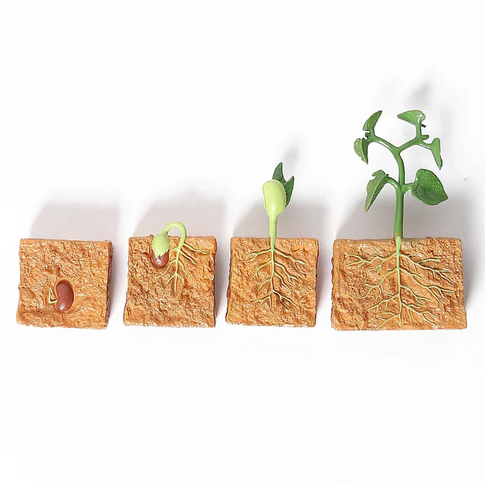 

Life Cycle Figurine Simulation Life Cycle Plant Growth Cycle Model Green Bean Growth Cycle 4pcs/lot