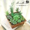 Plante Suculente Artificiale cu Flocking Verde Decor Acasă Dormitor Living Plante Artificiale Aranjament Floral DIY