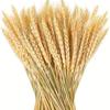 50pcs DIY Craft Dry Wheat Spikes Natural Dried Flowers Dried Wheat Stalks  Christmas Decoration