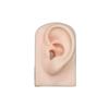 Tools Body for Hearing Teaching Simulation Ear Jewelry Earrings Display Silicone Ear Model Fake Ear