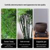 Asparagus Fern Indoor Bonsai: Easy-Care Evergreen for Home or Office Decor.