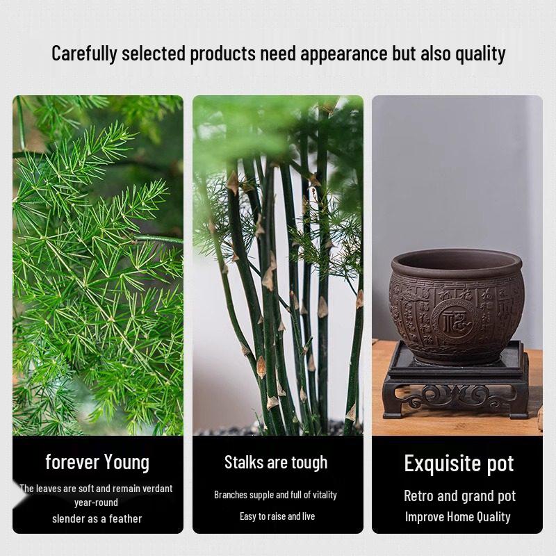 Asparagus Fern Indoor Bonsai: Easy-Care Evergreen for Home or Office Decor.