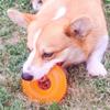 Strong Donut TPR Pet Dog Chew Toys with Squeak for Small Medium Dogs French Bulldog Corgi Border Shepherd Puppy Pets Accessories