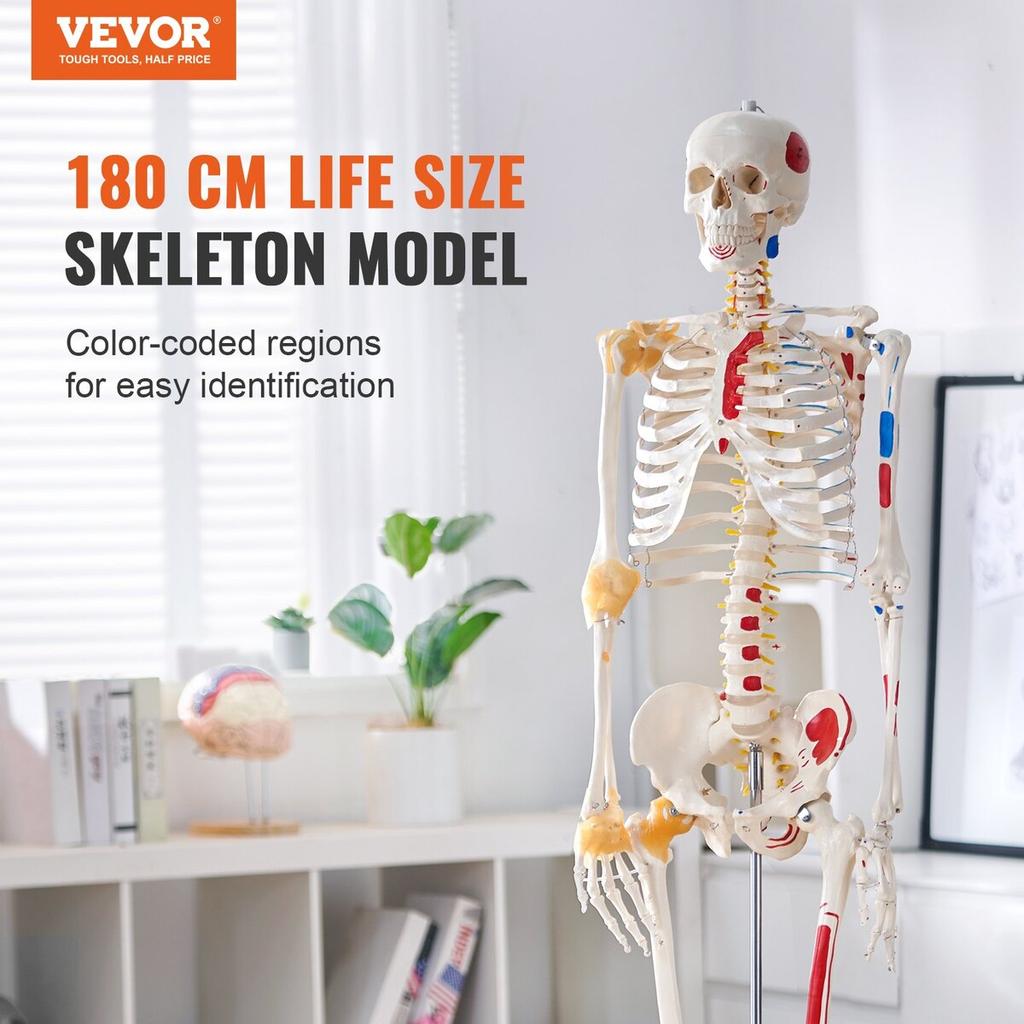 Human Skeleton Model for Anatomy, 71.65" Life Size, Accurate PVC Anatomy Skeleton Model with Ligaments, Movable Arms, Legs & Jaw, with Muscle Origin &
