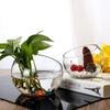 Raffinierte schräge Glasvase für elegante Aquarien & Hydrokultur-Ausstellungen