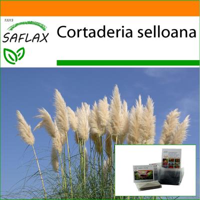 Garden in the Bag - Amerikanisches Pampasgras - 200 Samen - Mit Substrat im passenden Standbeutel - Cortaderia selloana