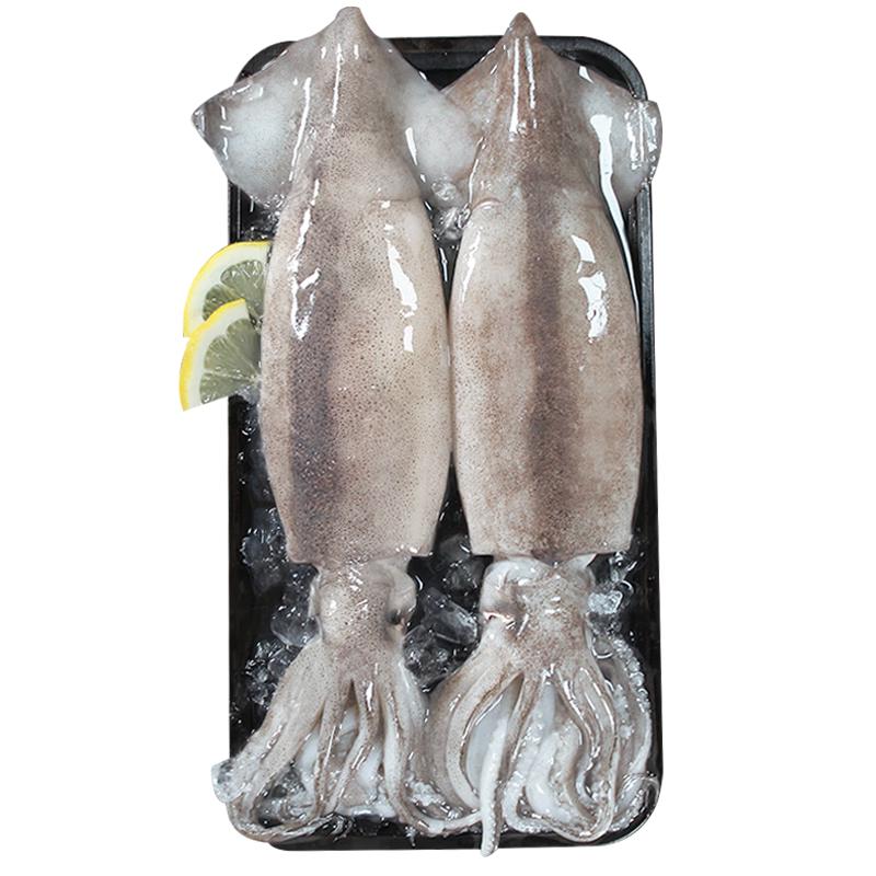 Fresh Frozen Squid & Calamari